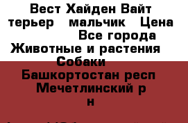 Вест Хайден Вайт терьер - мальчик › Цена ­ 35 000 - Все города Животные и растения » Собаки   . Башкортостан респ.,Мечетлинский р-н